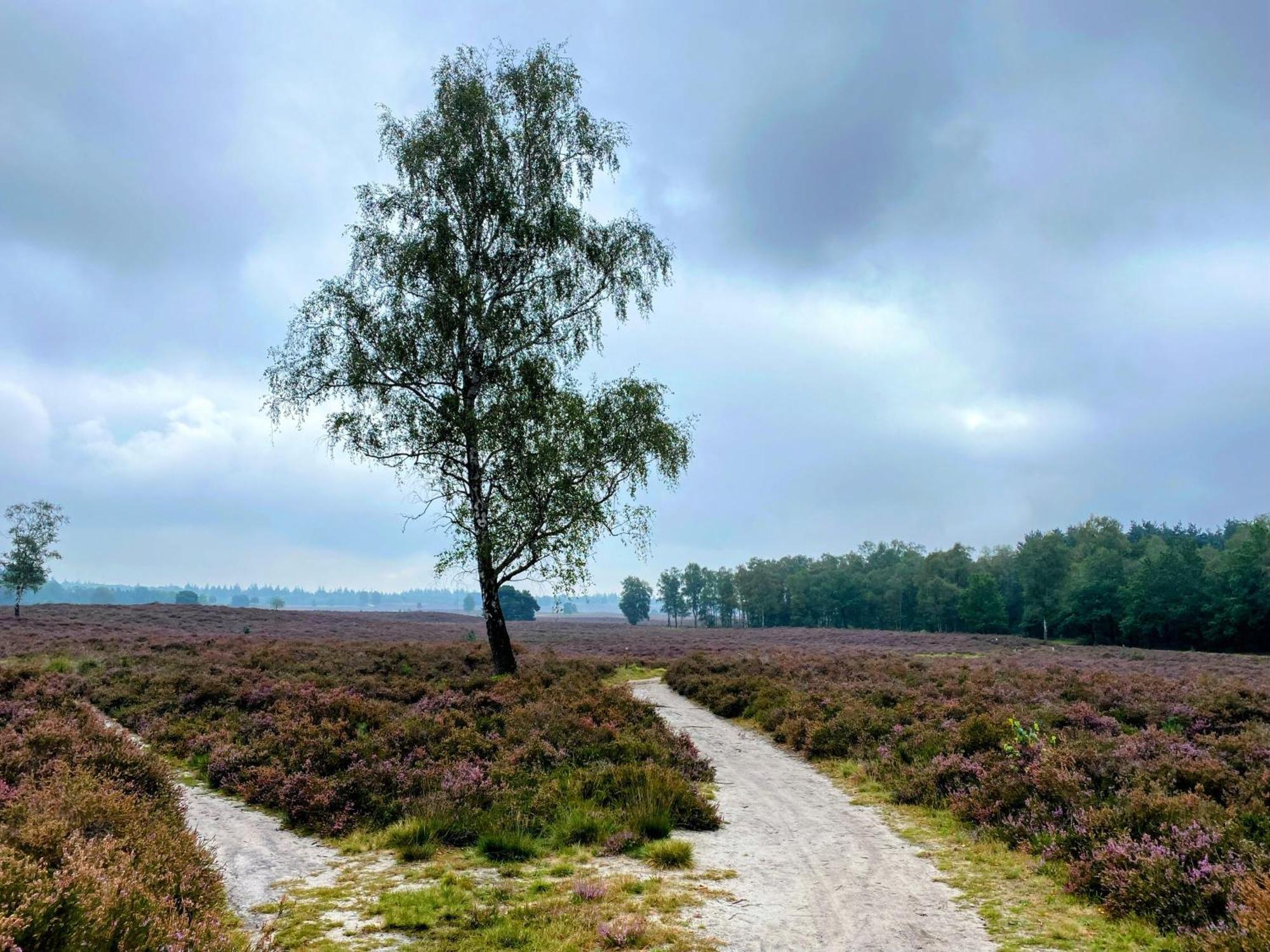 Huisje Aan De Bosrand - Veluwe Epe Exteriör bild