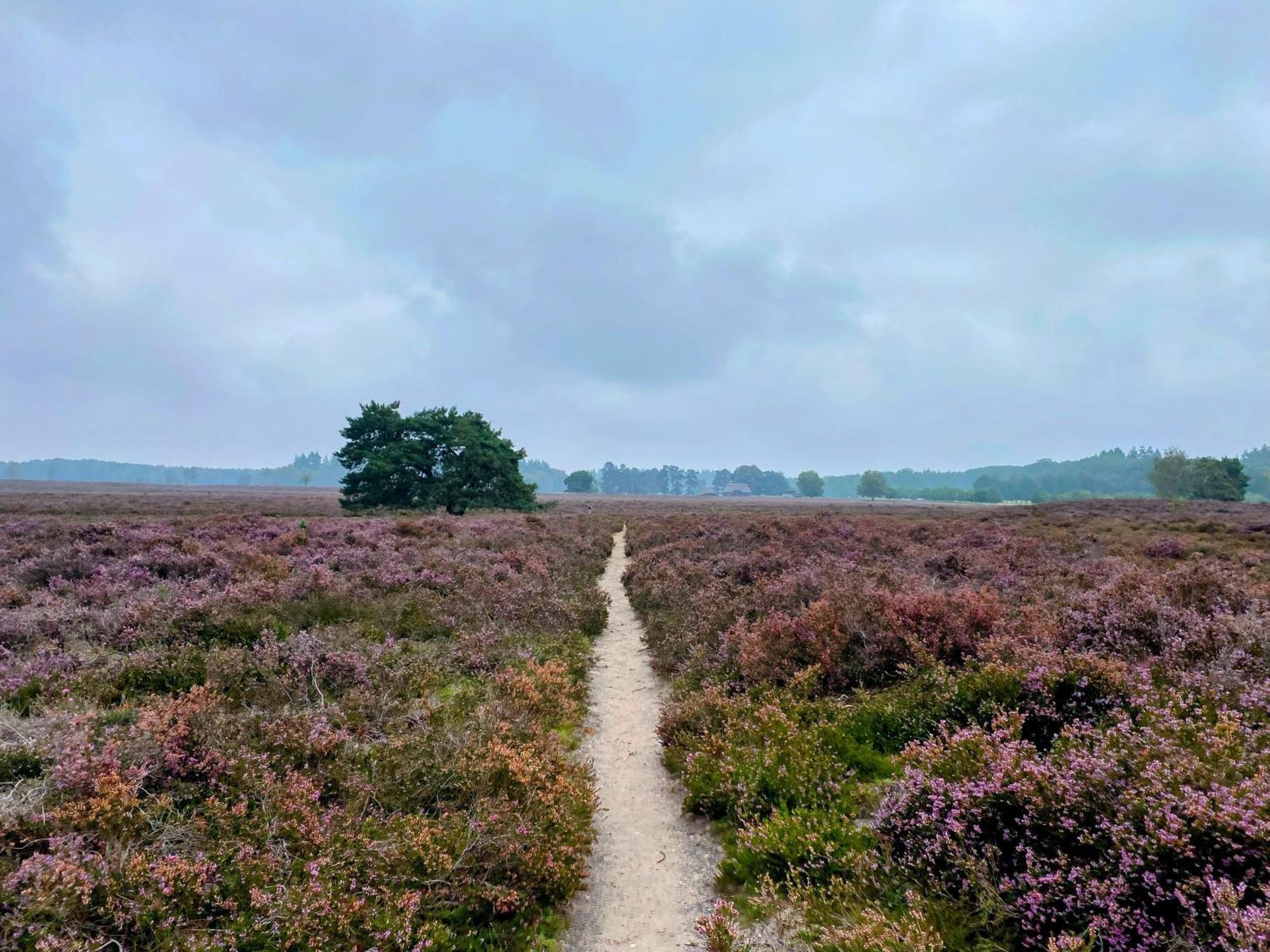 Huisje Aan De Bosrand - Veluwe Epe Exteriör bild