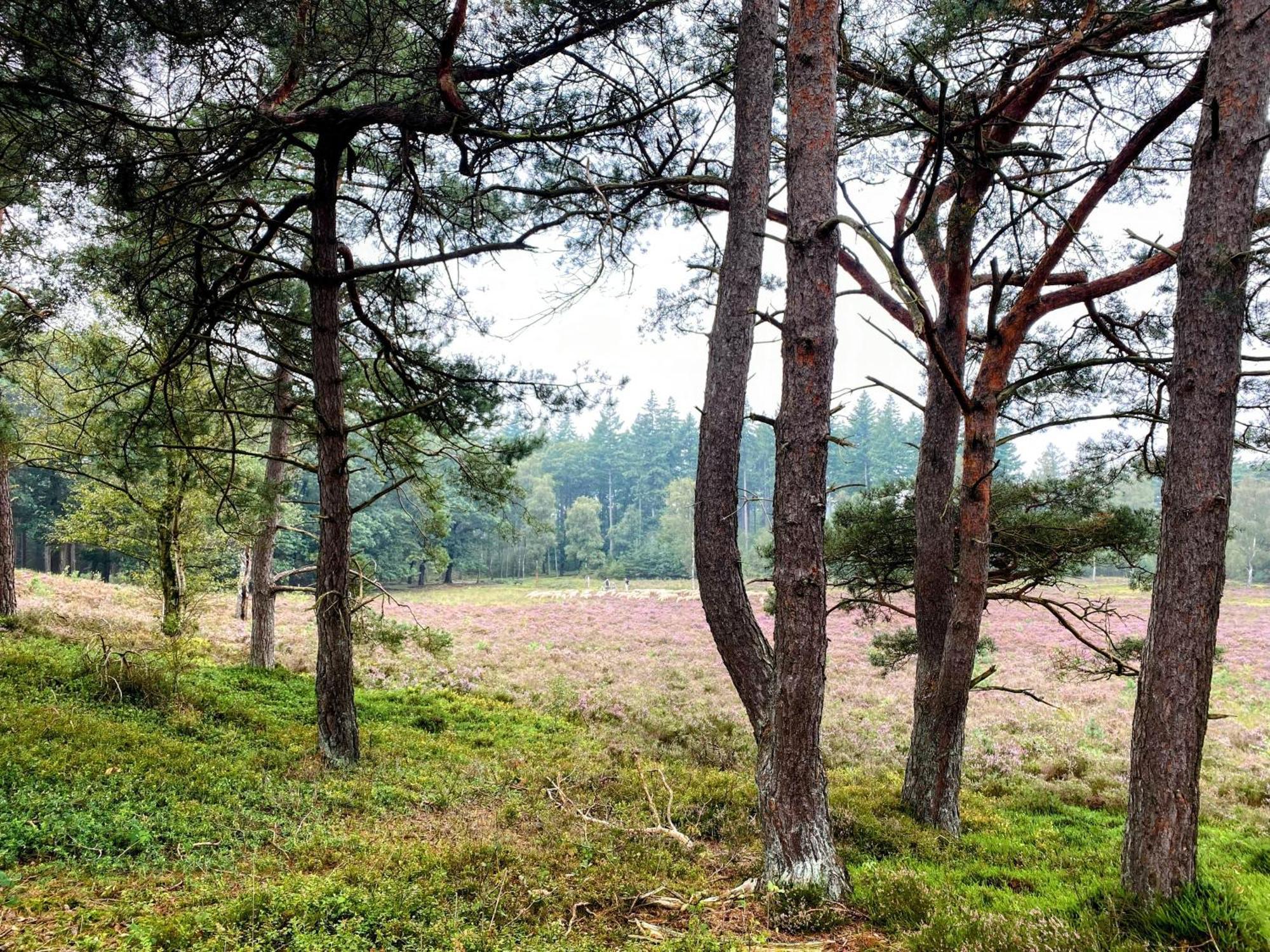 Huisje Aan De Bosrand - Veluwe Epe Exteriör bild